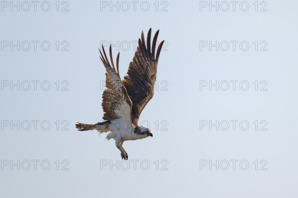 Osprey in flight with wide wings against a bright sky, Osprey (Pandion haliaetus), Flamingo,