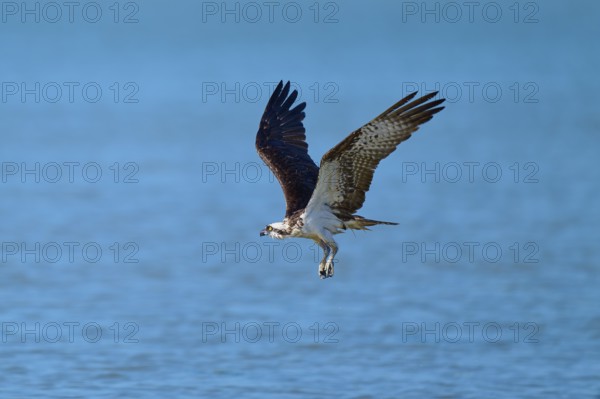 An osprey flies over a blue water surface with flowing movements, Osprey (Pandion haliaetus),