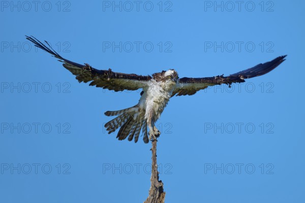 Osprey on top of a branch with horizontal wings, clear sky, Osprey (Pandion haliaetus), Flamingo,