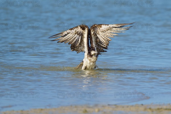 Osprey stretching its wings upwards as it rises from the water, Osprey (Pandion haliaetus),
