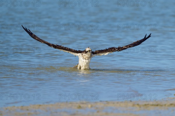 Osprey with wings wide open on take-off from the water, Osprey (Pandion haliaetus), Flamingo,