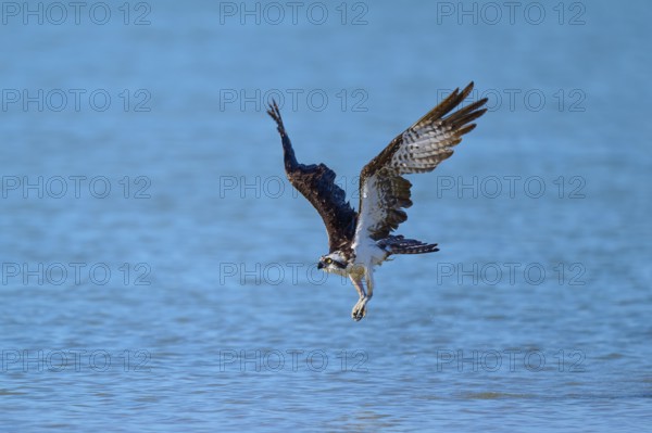 An osprey swooping over a blue expanse of water, Osprey (Pandion haliaetus), Flamingo, Everglades