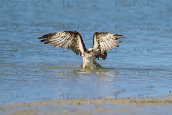 Osprey takes off from the water with spread wings, Osprey (Pandion haliaetus), Flamingo, Everglades