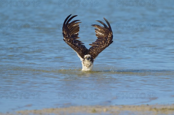Osprey diving out of the water, wings stretched upwards, Osprey (Pandion haliaetus), Flamingo,