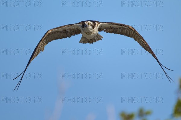Osprey with outstretched wings in the blue sky, Osprey (Pandion haliaetus), Flamingo, Everglades