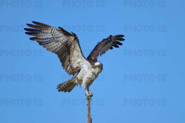 Bird standing calmly with half-spread wings on branch in front of sky, Osprey (Pandion haliaetus),