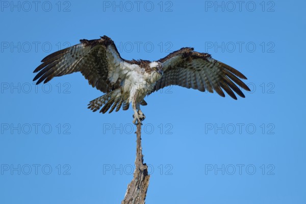 Osprey with slightly open wings balancing on branch tip, Osprey (Pandion haliaetus), Flamingo,
