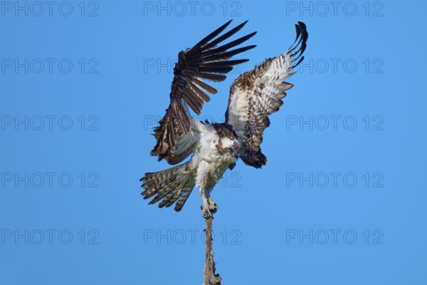 Osprey landing on branch tip, wings high and wide against the sky, Osprey (Pandion haliaetus),