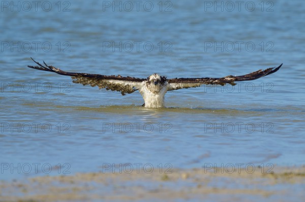 Osprey rising from the water with wings spread wide, Osprey (Pandion haliaetus), Flamingo,