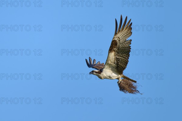 Osprey flying with outstretched wings under a clear sky, Osprey (Pandion haliaetus), Flamingo,
