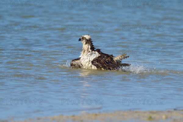 An eagle resting in the water with its wings outstretched, slight water movement, Osprey (Pandion