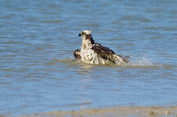 An eagle sits in the water with splashing water around it, Osprey (Pandion haliaetus), Flamingo,
