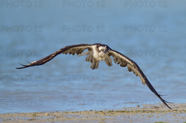 An osprey flies low over the waterline with outstretched wings, Osprey (Pandion haliaetus),