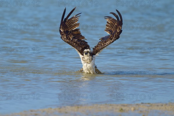 An eagle spreads its wings over a blue body of water, Osprey (Pandion haliaetus), Flamingo,