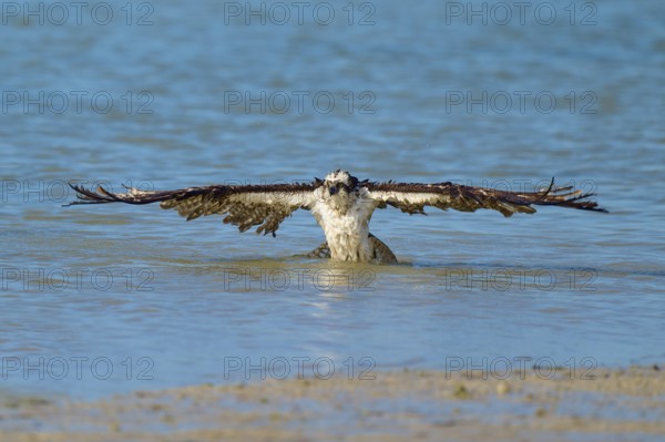 An eagle majestically spreads its wings on the surface of the water, Osprey (Pandion haliaetus),