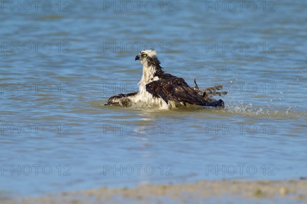 An eagle swims calmly through the water with slightly raised wings, Osprey (Pandion haliaetus),