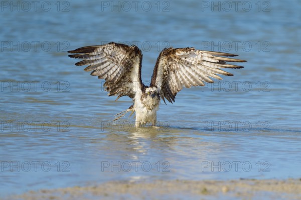 An eagle raises its wings above the water, ready for flight, Osprey (Pandion haliaetus), Flamingo,