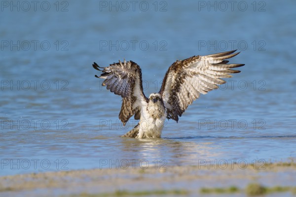 Osprey raises its wings in the blue water, creating an elegant scene, Osprey (Pandion haliaetus),