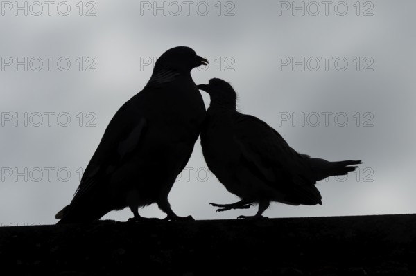 Wood pigeon (Columba palumbus) juvenile baby squab bird begging for food from an adult parent bird