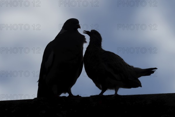 Wood pigeon (Columba palumbus) juvenile baby squab bird asking for food from an adult parent bird