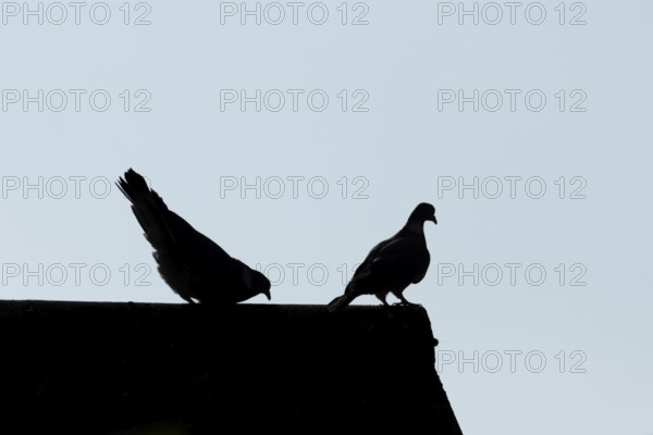 Wood pigeon (Columba palumbus) two adult birds performing their love courtship display on an urban