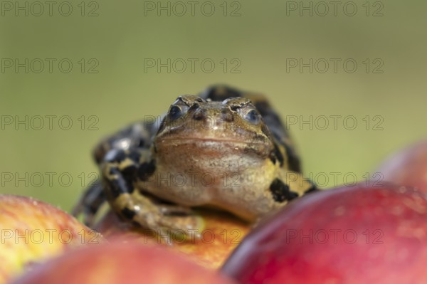 Common frog (Rana temporaria) adult amphibian on a fallen apple in a garden, England, United
