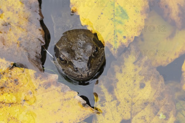 Common frog (Rana temporaria) adult amphibian on the water surface of a garden pond with fallen