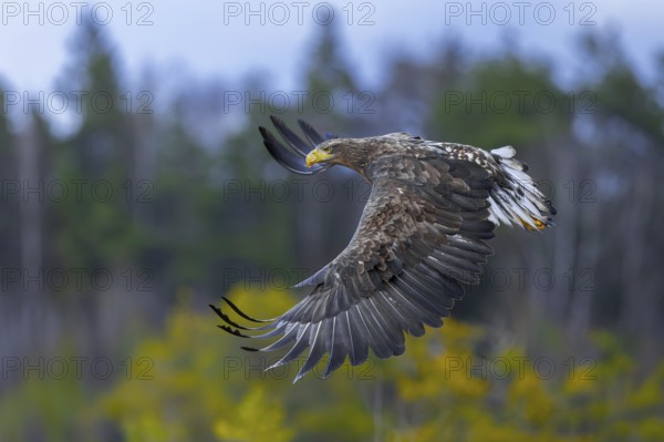White-tailed eagle, Eurasian sea eagle, erne (Haliaeetus albicilla) juvenile in flight over