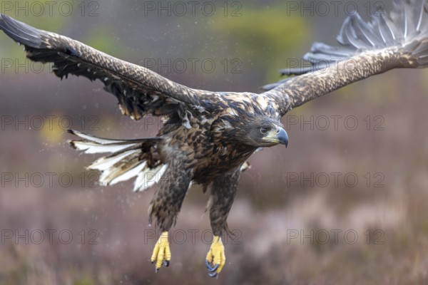 White-tailed eagle, Eurasian sea eagle, erne (Haliaeetus albicilla) soaking wet juvenile flying
