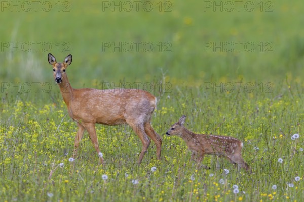 European roe deer (Capreolus capreolus) female, doe with single fawn foraging in meadow, grassland