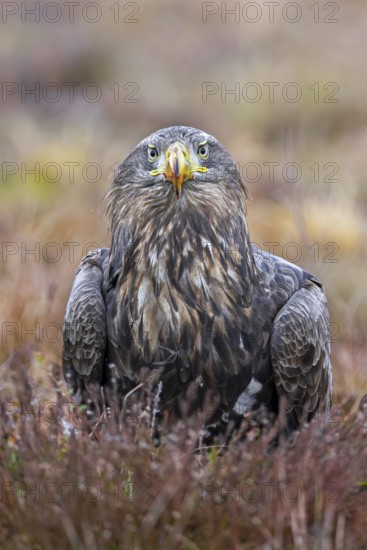 White-tailed eagle, Eurasian sea eagle (Haliaeetus albicilla) adult on the ground in moorland,