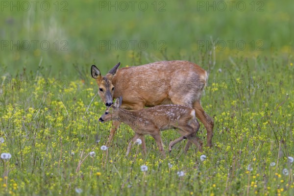European roe deer (Capreolus capreolus) female, doe sniffing single fawn in meadow, grassland with