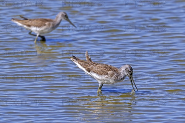 Two common greenshanks (Tringa nebularia) foraging in shallow water of pond in late summer, early