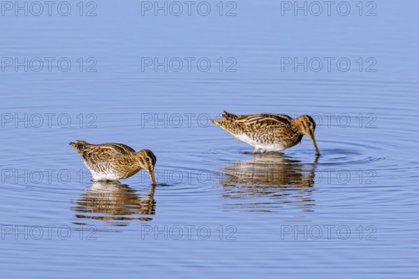 Two common snipes (Gallinago gallinago) foraging in shallow water by probing soft mud in pond in