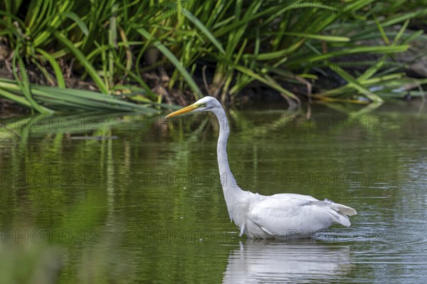 Great white egret, great egret (Ardea alba) non-breeding adult fishing in shallow water of pond in
