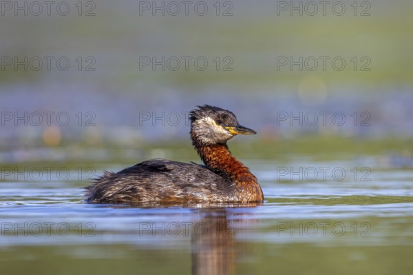 Red-necked grebe (Podiceps grisegena, Podiceps griseigena) adult in breeding plumage swimming in