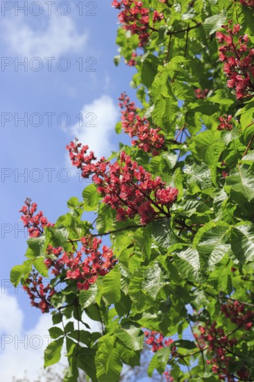 Red-flowering horse chestnut (Aesculus carnea), North Rhine-Westphalia, Germany