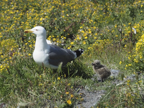 A Mediterranean gull (Larus michahellis) stands next to a chick in the green grass, surrounded by