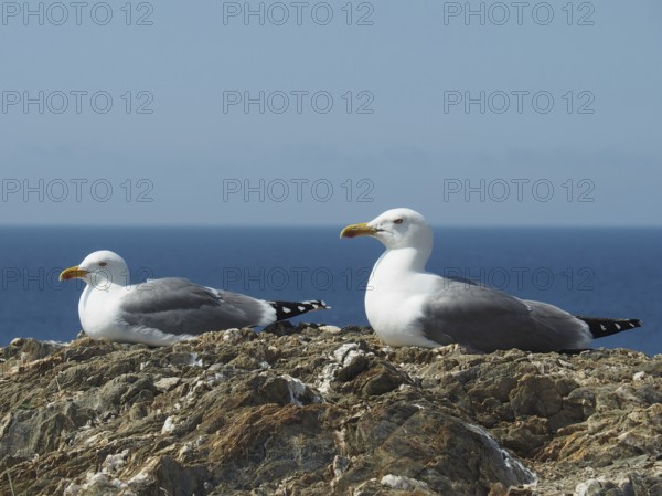 Two Mediterranean gulls (Larus michahellis) resting on rocks with the sea in the background.
