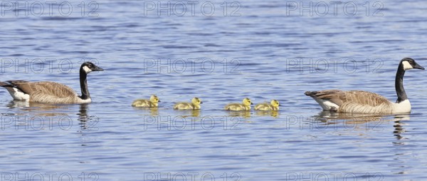 Canada goose (Branta canadensis), pair swimming with chicks on a lake, animal pair, wildlife,