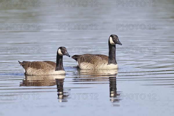 Canada goose (Branta canadensis), pair swimming on a lake, animal pair, wildlife, birds, geese,