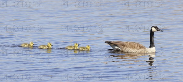 Canada goose (Branta canadensis), swimming with chicks on a lake, animal pair, wildlife, birds,