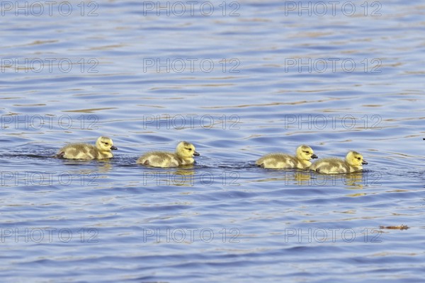Canada goose (Branta canadensis), chicks swimming on a lake, young animals, wildlife, birds, geese,