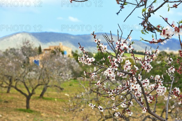 Almond blossoms on almond tree, in the background almond trees and finca, Majorca, Balearic
