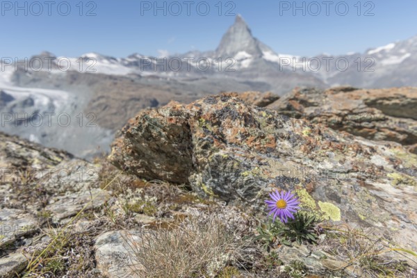 A solitary purple wildflower Aster des Alpes (Aster alpinus) rises from the rocky ground and
