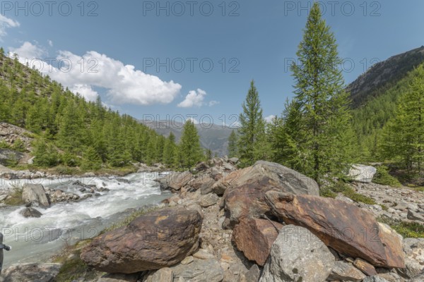 The clear river flows swiftly between rocks, lined with green conifers, under a blue sky with