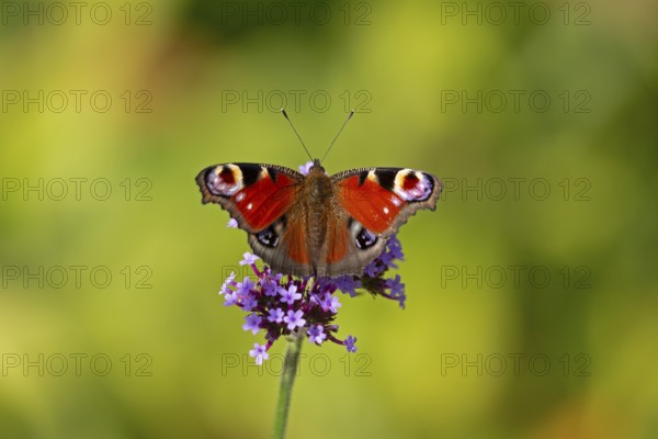 Butterfly, peacock butterfly (Aglais io), Purpletop vervain (Verbena bonariensis), Burgstemmen,