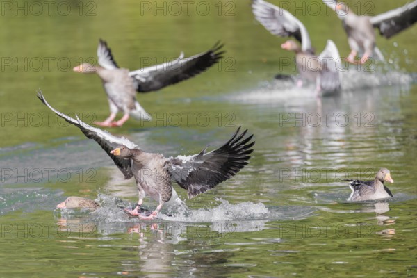 A flock of greylag geese (Anser anser) lands on a lake crowded with geese on a sunny day. One goose
