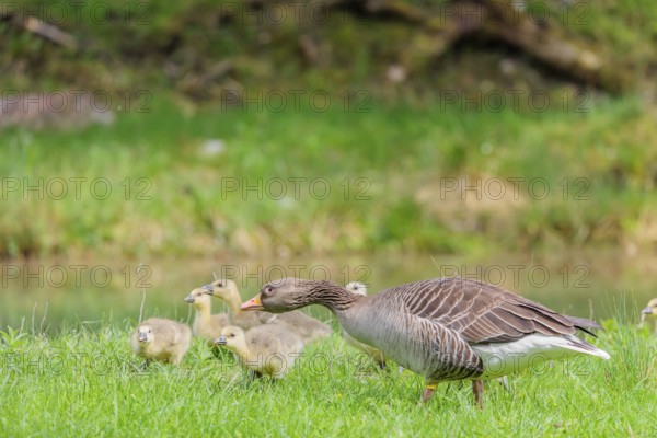 A couple of adult Greylag Goose (Anser anser) stands with their goslings on a green meadow.