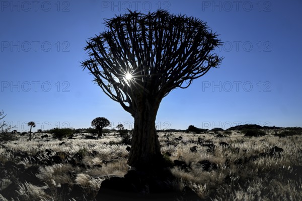 Quiver tree (Aloe dichotoma), blue hour, quiver tree forest near Keetmanshoop, Karas Region,